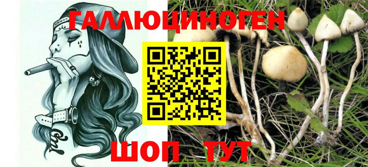 Галлюциногенные грибы Psilocybine cubensis  Галлюциногенные грибы Psilocybe  Серов  Вход с VPN 